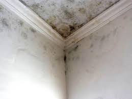 Best Forensic Mold Investigation in Granite Falls, WA