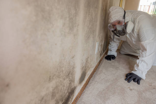 Best Water Damage & Mold Remediation in Granite Falls, WA